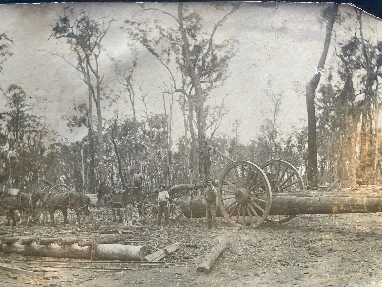 Historical photo of men and horses moving lumber to the mills in Blackwood and Barrys Reef